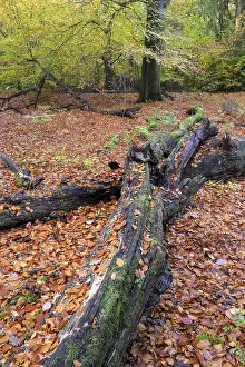 Beech forest in autumn, with deadwood
