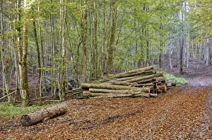 Beech forest in autumn, european hornbeams (Carpinus betulus)