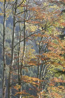 Beech forest in autumn (Fagus sylvatica)