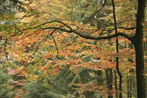 Beech forest in autumn (Fagus sylvatica)