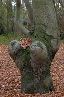 Beech forest in autumn (Fagus sylvatica)