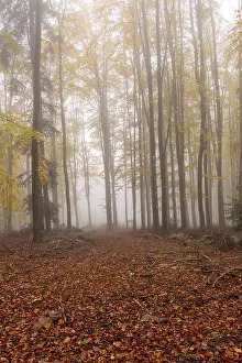 Beech, forest, autumn, italy