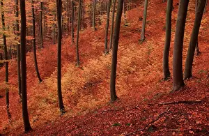 Beech forest in autumn, Lower Saxony (Fagus sylvatica)