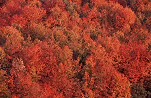 Beech forest in autumn, Lower Saxony (Fagus sylvatica)