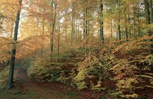 Beech forest in autumn, Lower Saxony (Fagus sylvatica)