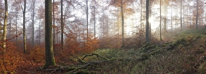 Beech forest in autumn, morning atmosphere