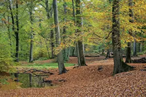 Beech forest in autumn, October