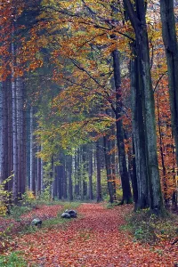 Beech forest in autumn, Rade, Schleswig-Holstein