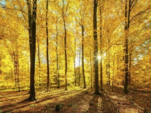 Beech forest in autumn, sun shining through the golden leaves