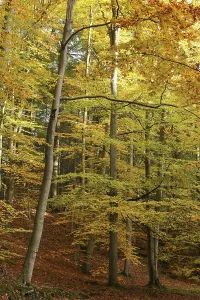 A beech forest with autumnal foliage colouring