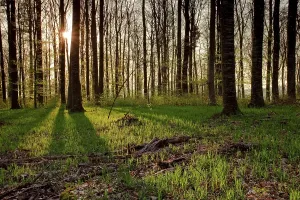 Beech forest in backlight, spring