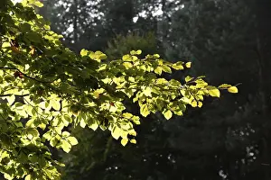 Beech forest, beech leaves, branch