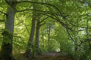 Beech forest, beech trees (Fagus) in Reitlingstal