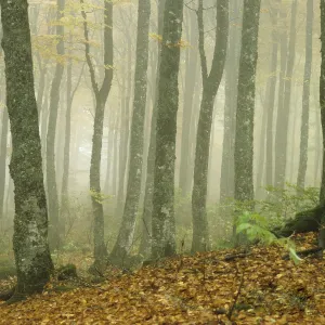Beech forest, Beech trees (Fagus sylvatica)