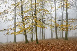 Beech forest, beech trees (fagus) with last yellow leaves in autumn