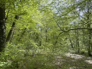 Beech forest beeches (Fagus) trees deciduous trees sprout leaves in green mixed deciduous forest in May spring