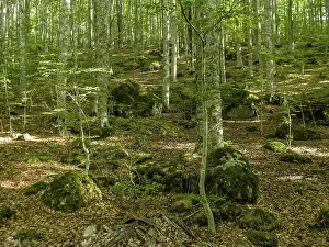 Beech forest with boulders, beech trees (Fagus) on Monte Amiata
