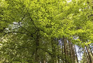 Beech forest, branches with green leaves in the sun