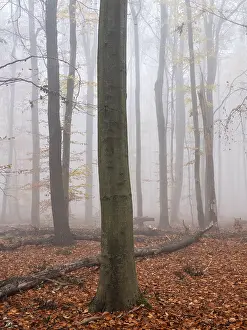 Beech forest with last colorful leaves and dead wood on the ground in autumn