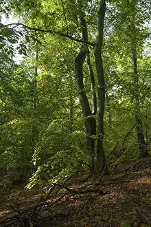 Beech forest with deadwood in autumn