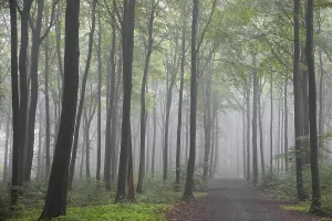 Beech forest in early morning mist