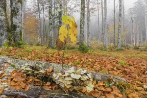 Beech forest, European beech or common beech (Fagus sylvatica) in autumn