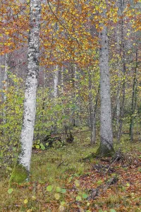 Beech forest, European beech or common beech (Fagus sylvatica) in autumn