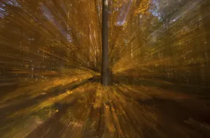 Beech forest (Fagus) in the autumn