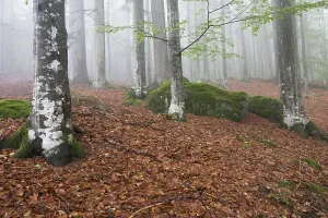 Beech forest (Fagus), Bavarian Forest National Park