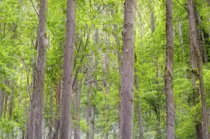 Beech forest (Fagus) with fresh leafage