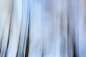 Beech forest (Fagus) moving, Ronsberg