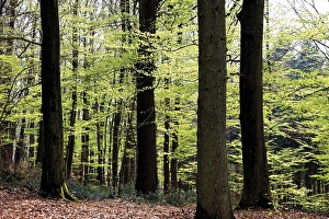 Beech forest (Fagus), new foliage, spring