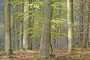 Beech forest (Fagus silvatica) in early spring