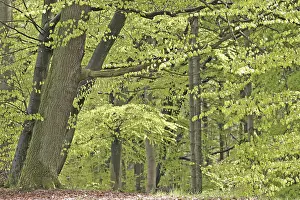 Beech forest (Fagus silvatica) in early spring