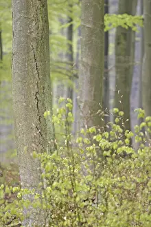 Beech forest (Fagus silvatica) in early spring