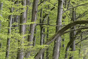 Beech forest (Fagus sylvatica)