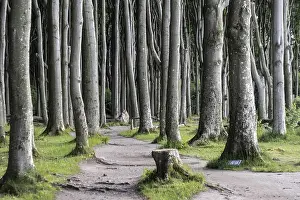 Category Forests Prints: Beech forest (Fagus sylvatica)