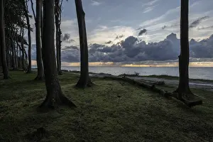 Beech forest (Fagus sylvatica)