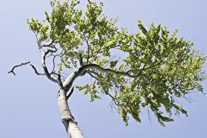 Beech forest (Fagus sylvatica)