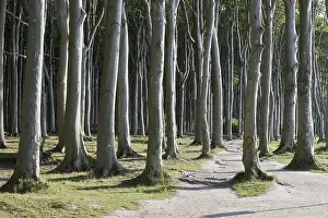 Beech forest (Fagus sylvatica)