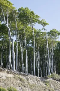 Beech forest (Fagus sylvatica)