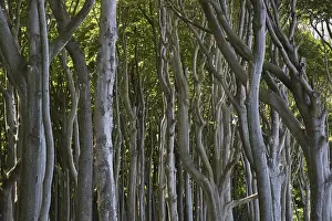 Beech forest (Fagus sylvatica)