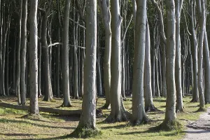 Beech forest (Fagus sylvatica)