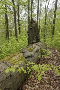 Beech forest (Fagus sylvatica)