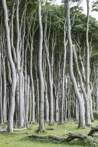 Beech forest (Fagus sylvatica)