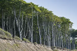 Beech forest (Fagus sylvatica)
