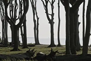 Beech forest (Fagus sylvatica)