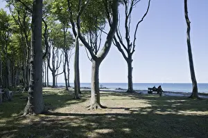 Beech forest (Fagus sylvatica)