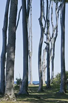 Beech forest (Fagus sylvatica)