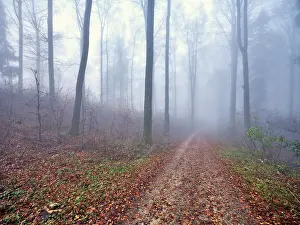 Beech forest (Fagus sylvatica)